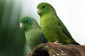 parrotlets as pets